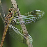Insects